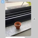 이야이야호