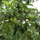 은티농장 이미지