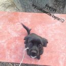 부산애견대학 이미지