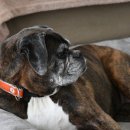 부평프라임동물병원 이미지