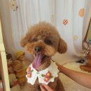 예쁘개 미용 이미지