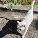 안녕, 댕댕이 이미지