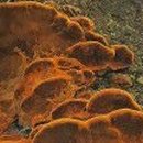 약초본가제분소 이미지