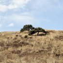 소나무 한우 목장 이미지