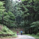 축령산 산소길(4구간) | 피톤치드 가득한 숲캉스 장성 축령산편백숲(편백 치유의 숲), 장성가볼만한곳(전남 2022년 7월 추천...