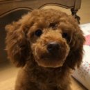 공주네 펫시터 이미지