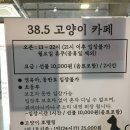 고양이카페38.5 이미지