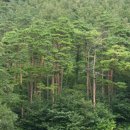 한국의 아름다운 숲 이미지
