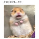 홍춘천치즈닭갈비 - 구로구 구일로4길 26 | 홍춘천치즈닭갈비