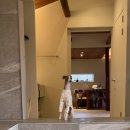 스테이더담 도율 이미지