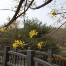 봄이 왔어요~~관악산-2014/03/27 이미지