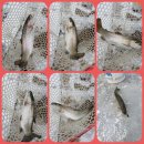 굴운낚시터 이미지