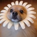 아기강아지 이미지