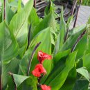 협재별지기 이미지