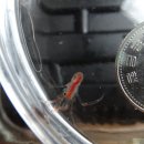 LARVA STAGE 이미지