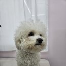 이쁜멍멍 이미지