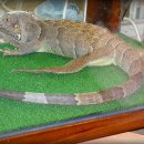 이구아나 이미지