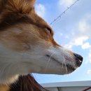 펫배요 | 강아지동반 제주여행 목포↔제주 배편 차량 선적 퀸제누비아호 펫 스탠다드룸 후기