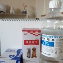 그루밍 호찌 이미지