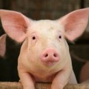 돼지야 이미지