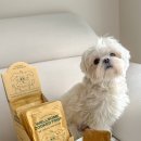 강아지당 | 강아지 화식 저알러지 인섹트 웰썸 후기