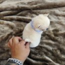 도그캐슬 강아지분양 다산점 | 지덕체를갖춘 미니강아지분양