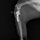 잠실베스트동물병원 수술재활센터 이미지