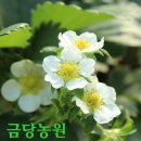 평동서초등학교 이미지