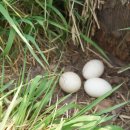 자연오리 이미지