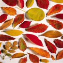 낙엽들의 속삭임 이미지