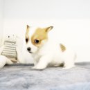 더 샵 동물메디컬센터 이미지