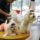 도그스101 이미지