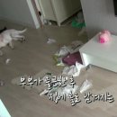 악동강아지 이미지