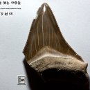 [2009] 메갈로돈 이빨 화석 --- 경북 포항 (신생대 제3기) 이미지
