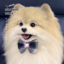 베베몽몽 이미지