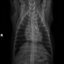 튼튼동물의료센터 이미지