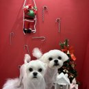 디어몽몽 이미지