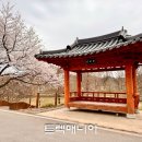 [출발-담양] 금성산성길과 관방제림 벚꽃(3/28 토요일) 이미지