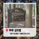 남제주별어린이집 | 제주 애견동반 여행.제주 애견동반 오름 추천 / 제주 금오름 애견동반 방문후기