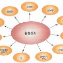 장수촌과일