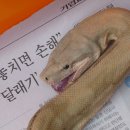 (보아해부사진) 이미지