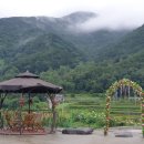 지리산황금나무