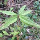 발리모텔 이미지