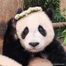 대나무랜드 이미지