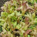 불로장수식당 이미지