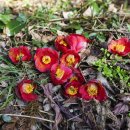 동굴에 평화의 동백이 이미지