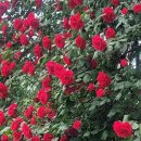 부흥중학교 정문 앞 이미지