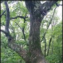 승복목장 이미지