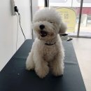 참견(犬) 네이버블로그
