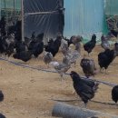 금산청계농장 이미지